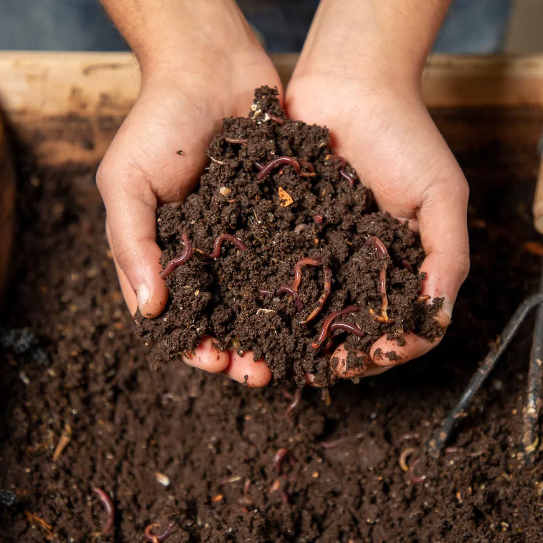 Vermicompost