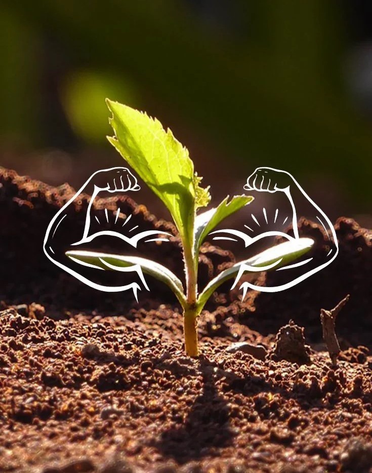 Microbial Inoculants