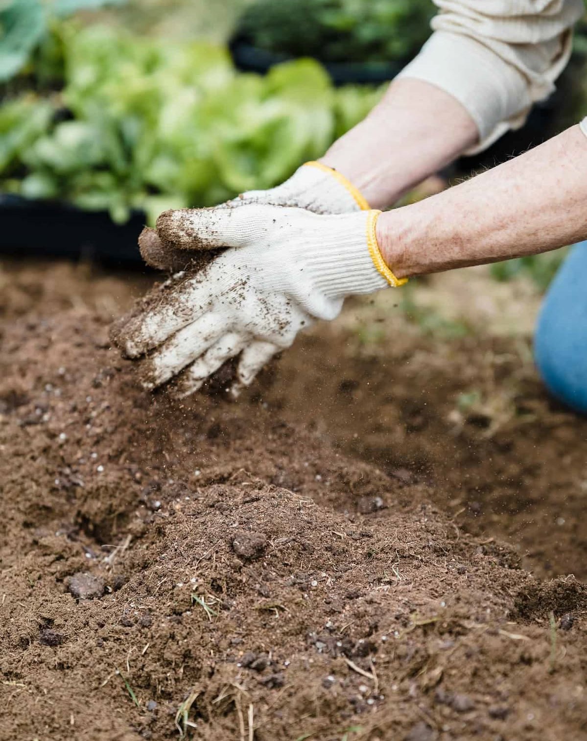 Bio Fertilizers